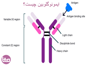 ایمونوگلوبولین چیست